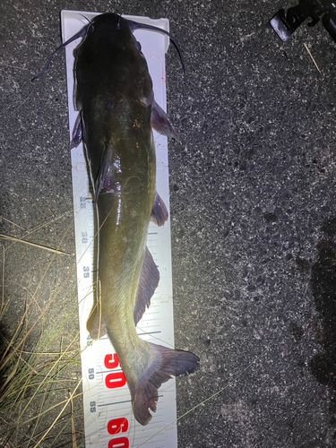 アメリカナマズの釣果