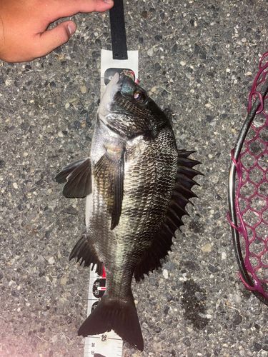 チヌの釣果