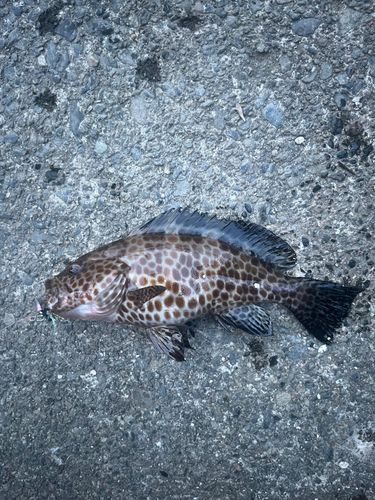 オオモンハタの釣果