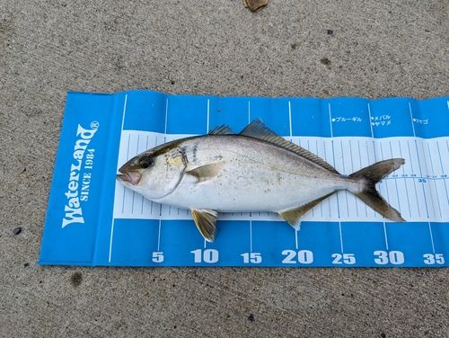 ショゴの釣果