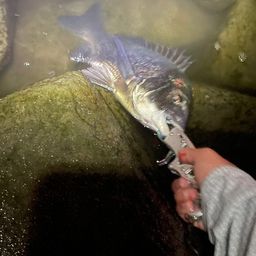 チヌ