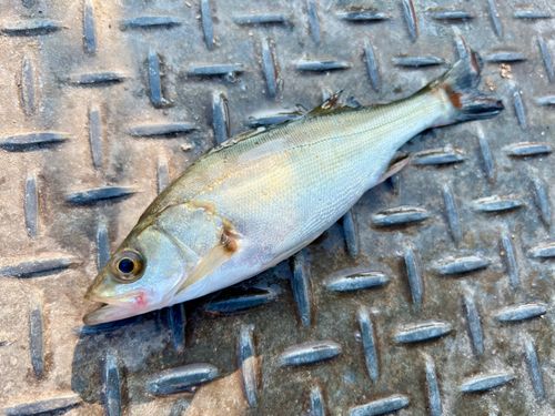 セイゴ（マルスズキ）の釣果