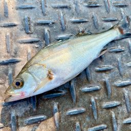 セイゴ（マルスズキ）