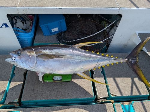 キハダマグロの釣果