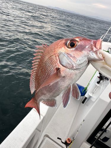 タイの釣果