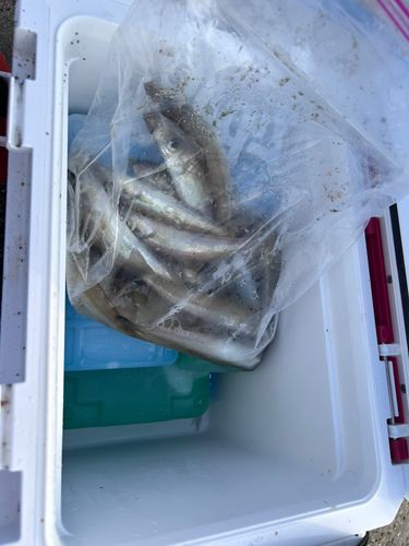 シロギスの釣果