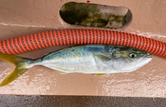 ツバスの釣果