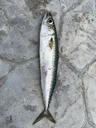 マサバの釣果