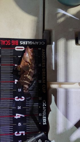 キジハタの釣果