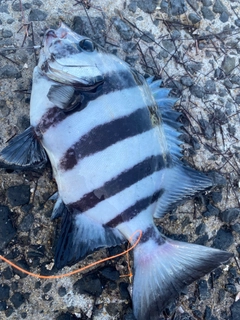 イシダイの釣果
