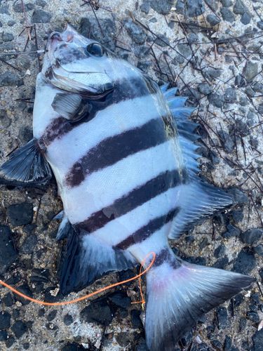 イシダイの釣果