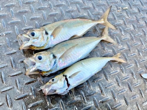 アジの釣果