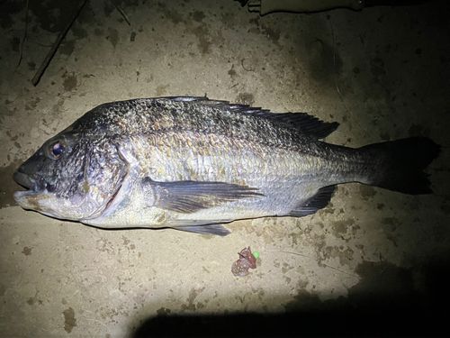 チヌの釣果