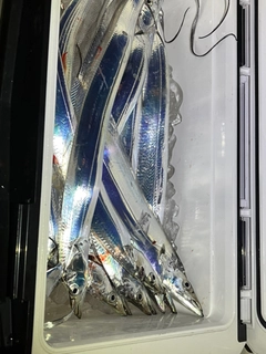 タチウオの釣果