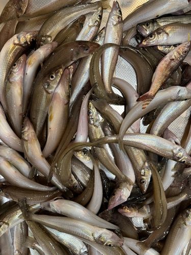 シロギスの釣果