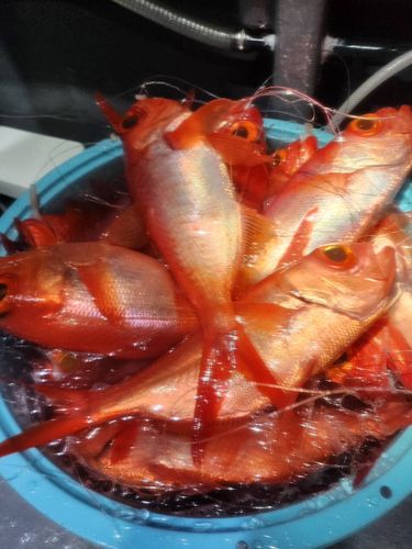 キンメダイの釣果