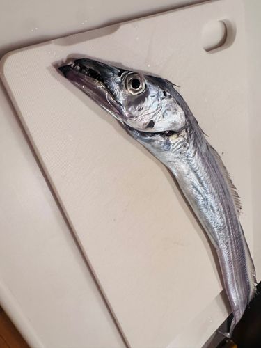 タチウオの釣果