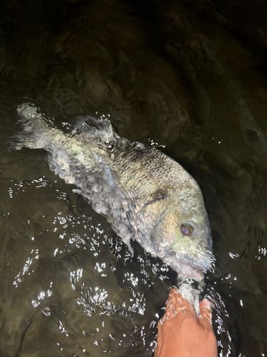 クロダイの釣果