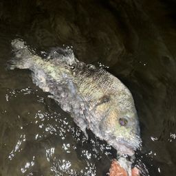 クロダイ