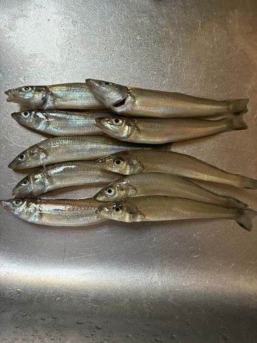 キスの釣果