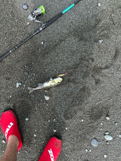 シロサバフグの釣果