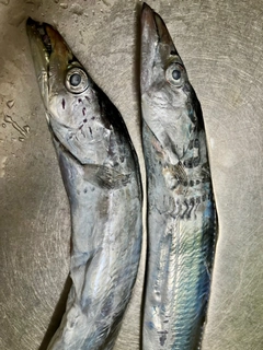 タチウオの釣果