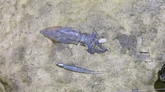 チイチイイカの釣果