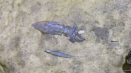 チイチイイカの釣果