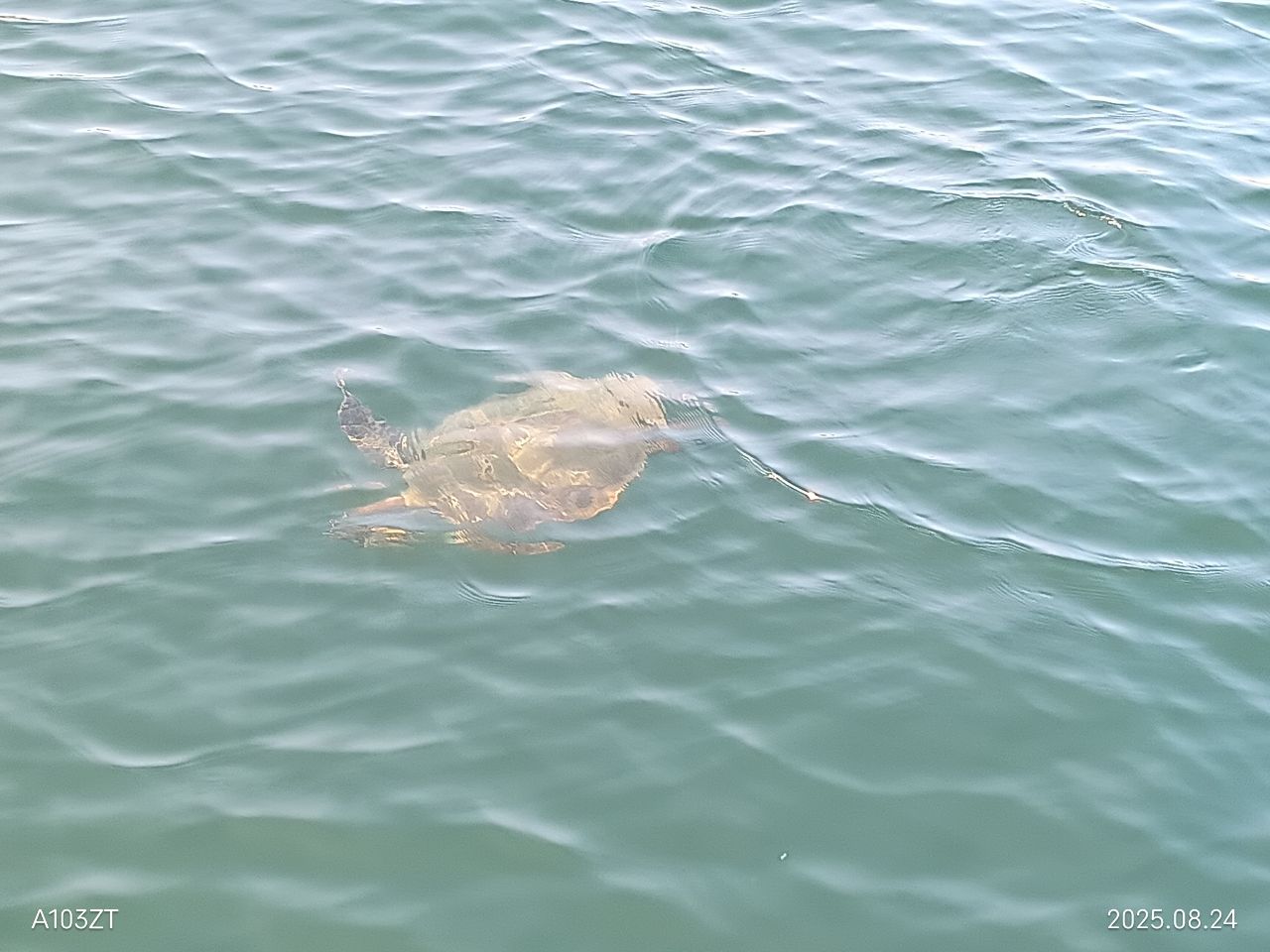クサフグ