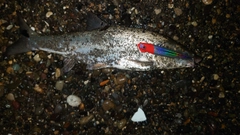 ウグイの釣果