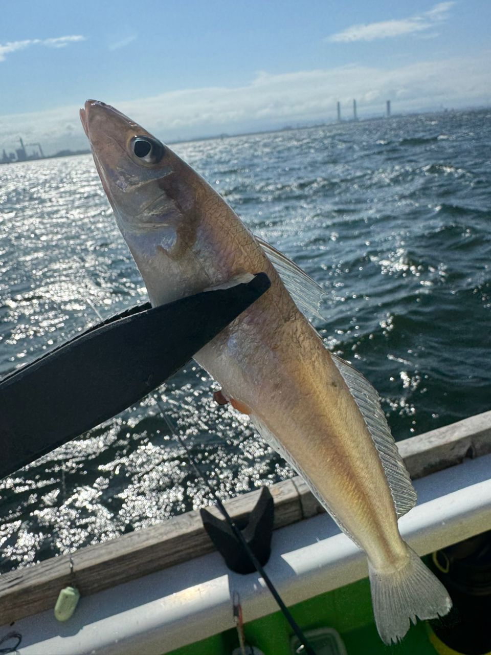 shizuシズさんの釣果 1枚目の画像