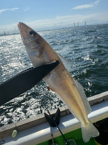 シロギスの釣果
