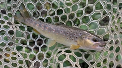 ブラウントラウトの釣果