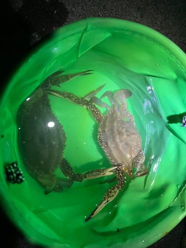 ワタリガニの釣果