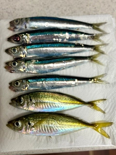 アジの釣果