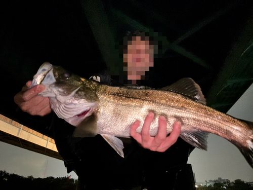 スズキの釣果