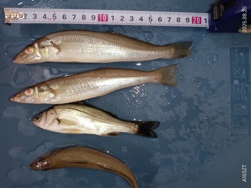 シロギスの釣果