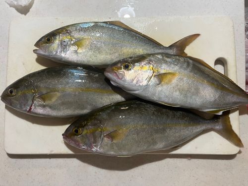 ネリゴの釣果