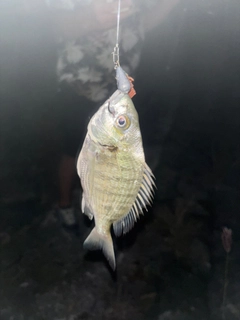 キビレの釣果