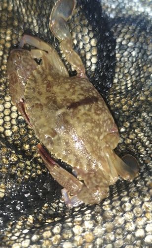 ワタリガニの釣果