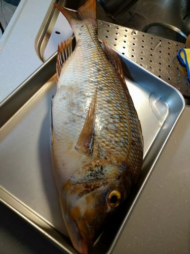 タマンの釣果