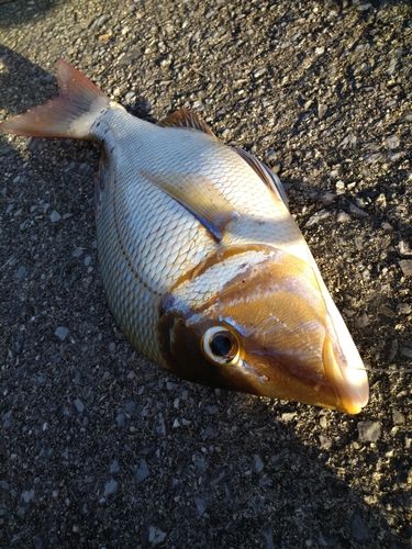 タマンの釣果