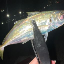 アジ