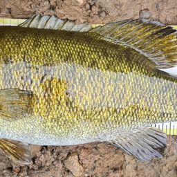 スモールマウスバス