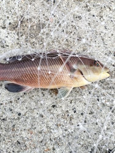 コブダイの釣果