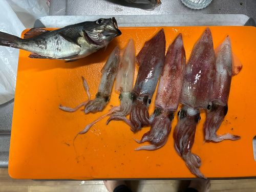 ケンサキイカの釣果