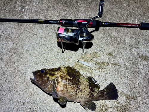 ムラソイの釣果