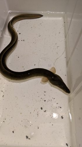 ウナギの釣果