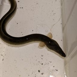 ウナギ