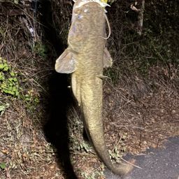 マナマズ